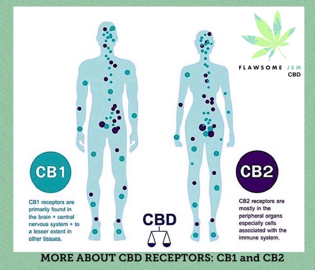 The Endocannabinoid System (ECS)